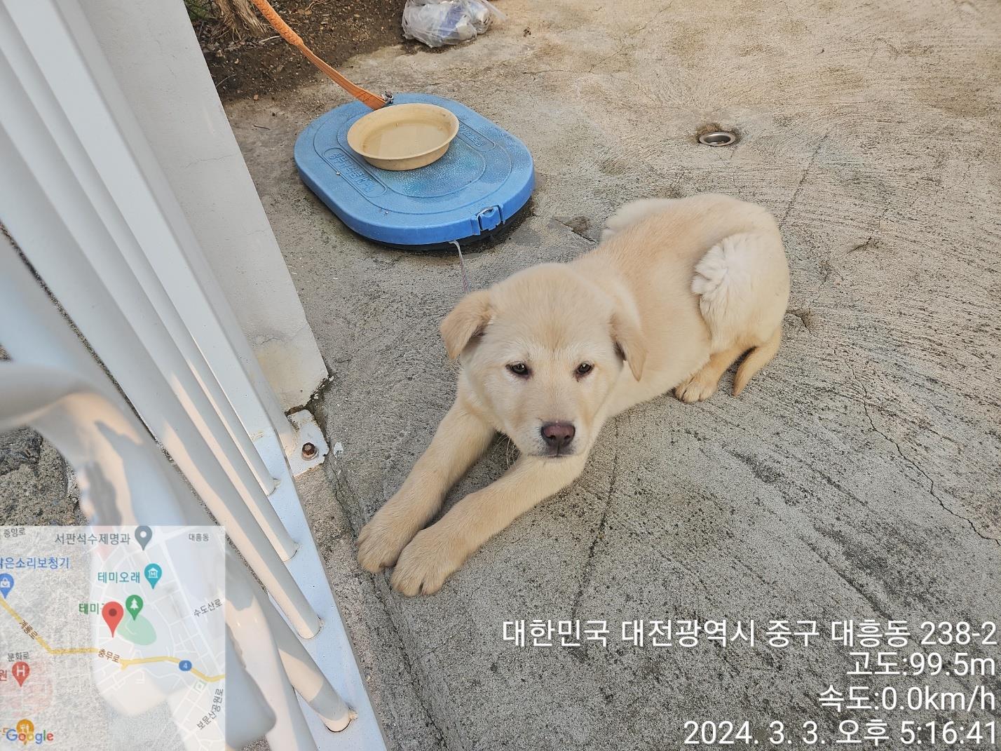 대전동물보호센터_430365202400050