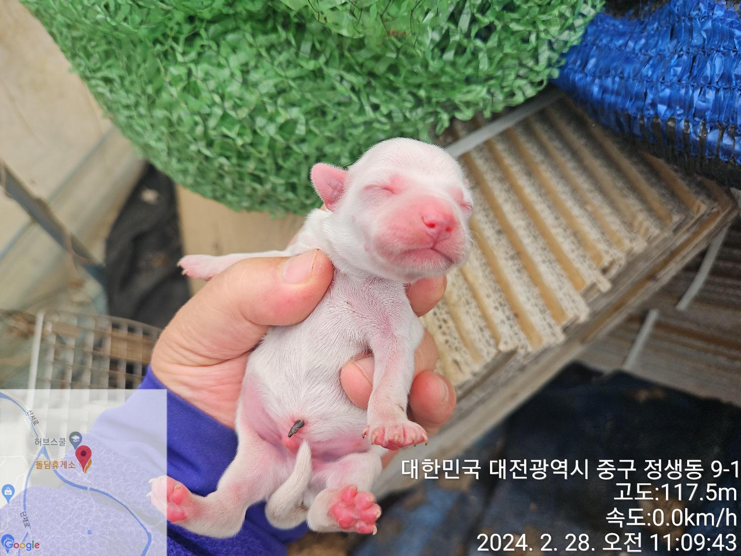 대전동물보호센터_430365202400045