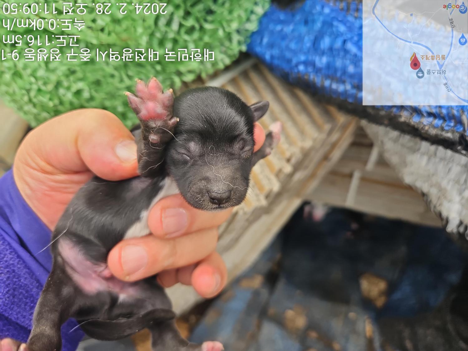대전동물보호센터_430365202400044