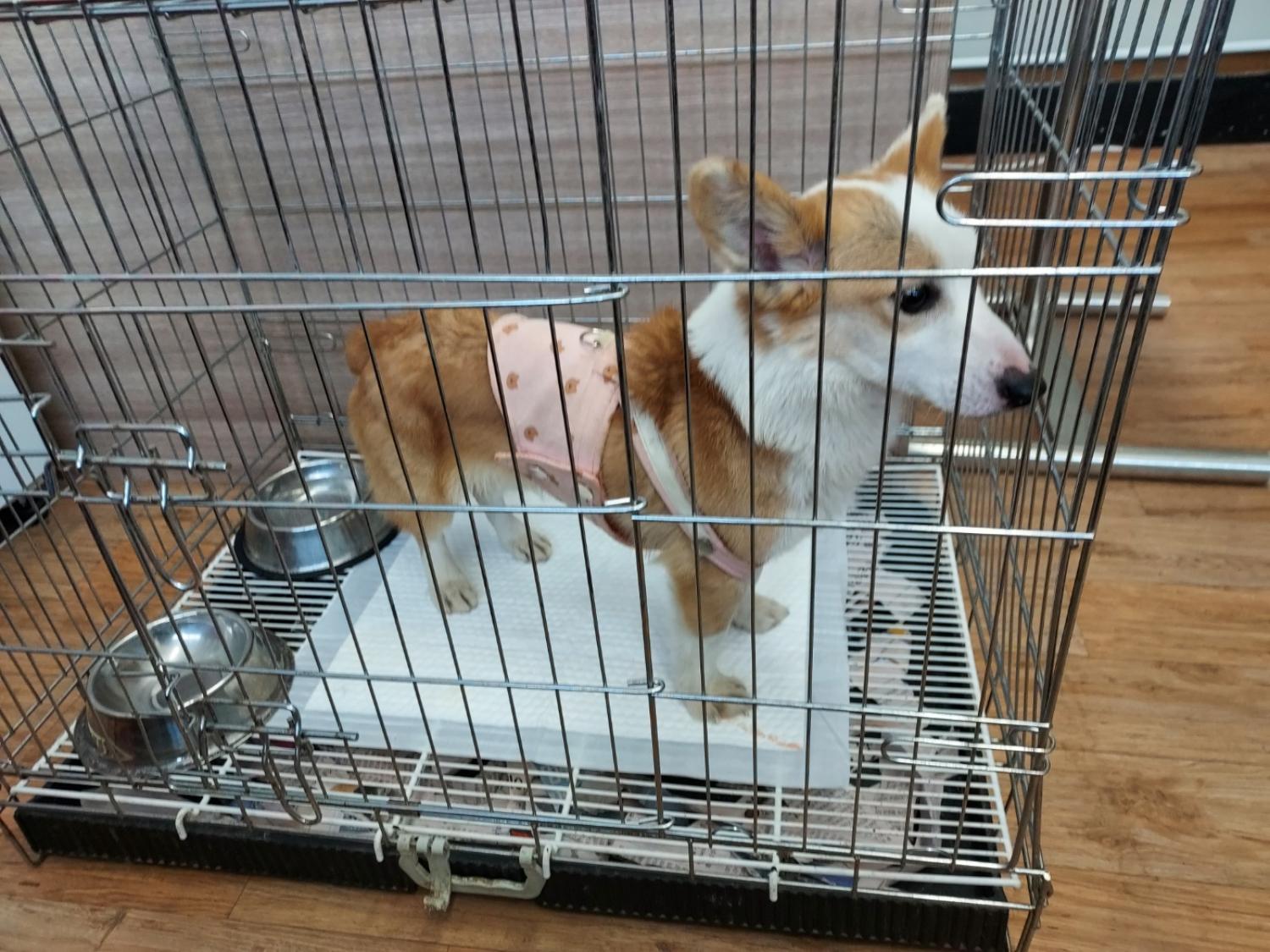 인월동물병원_445470202400258