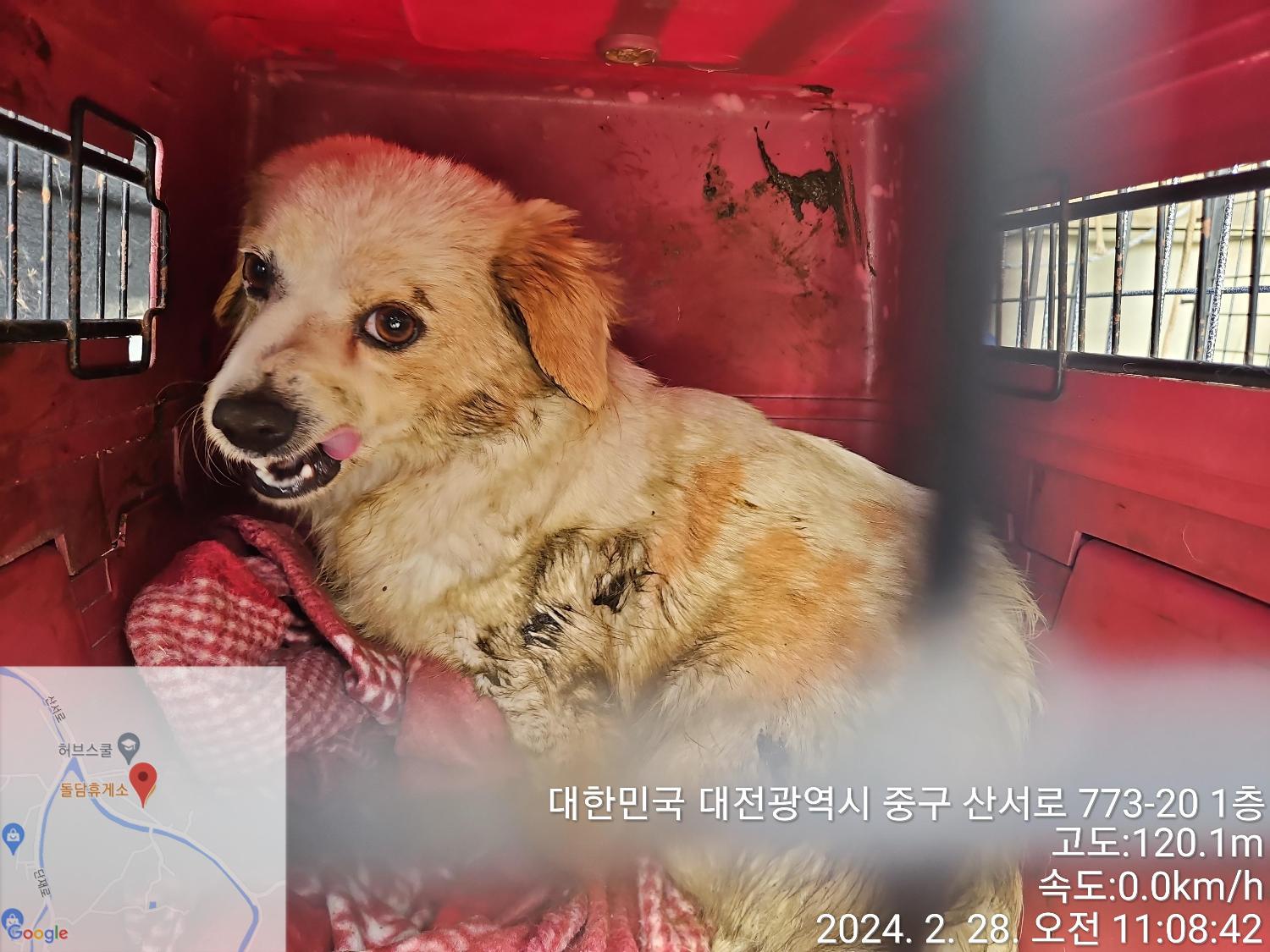 대전동물보호센터_430365202400046