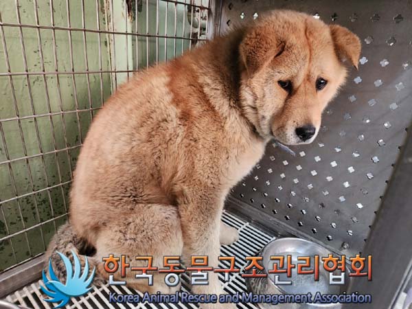 한국동물구조관리협회_441409202400248