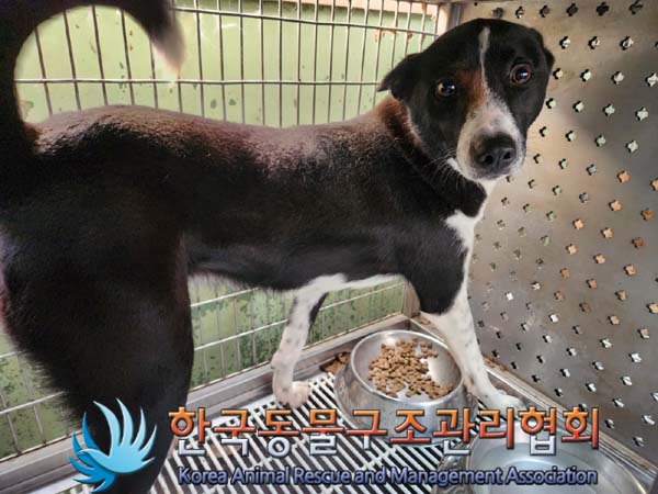 한국동물구조관리협회_441559202400122
