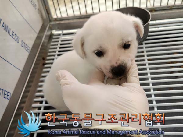한국동물구조관리협회_441560202400170