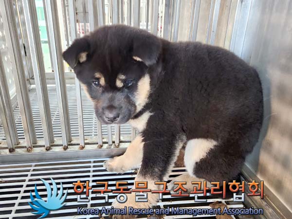 보호중 믹스견의 가…