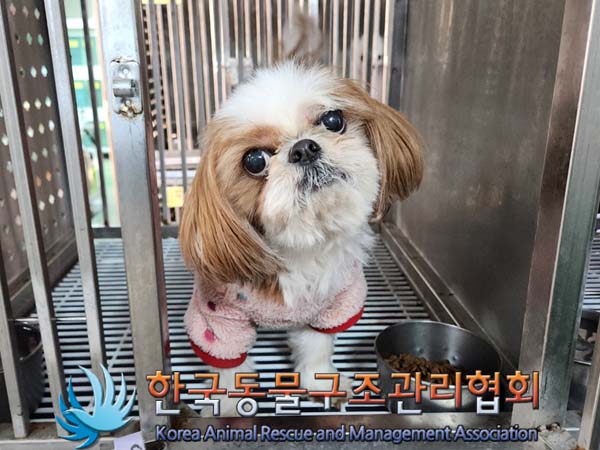 종료(반환) 시츄의…