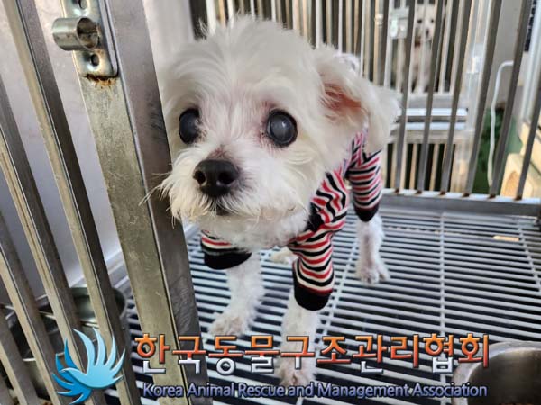 한국동물구조관리협회_411311202400053