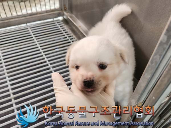 한국동물구조관리협회_441560202400169