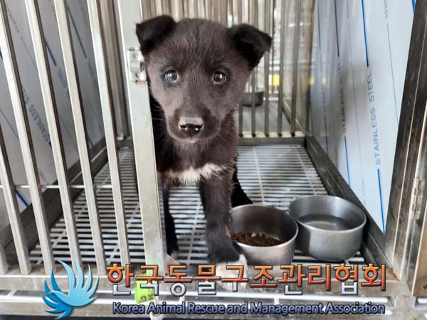 보호중 믹스견의 가…