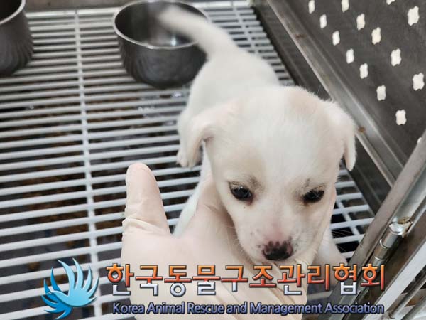 보호중 믹스견의 가…
