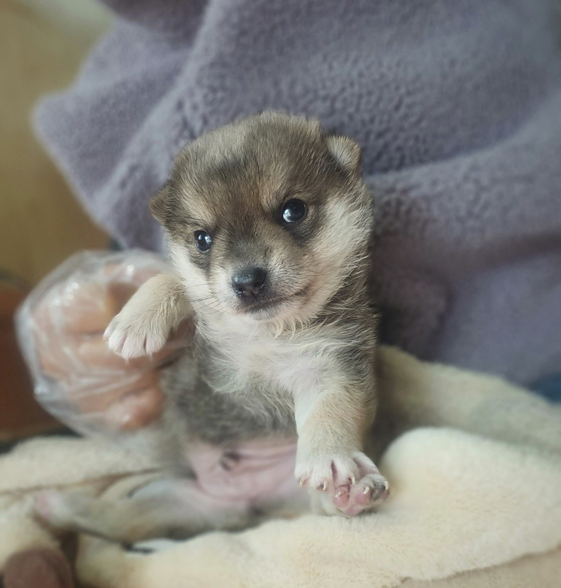 울산유기동물보호센터_431372202400028