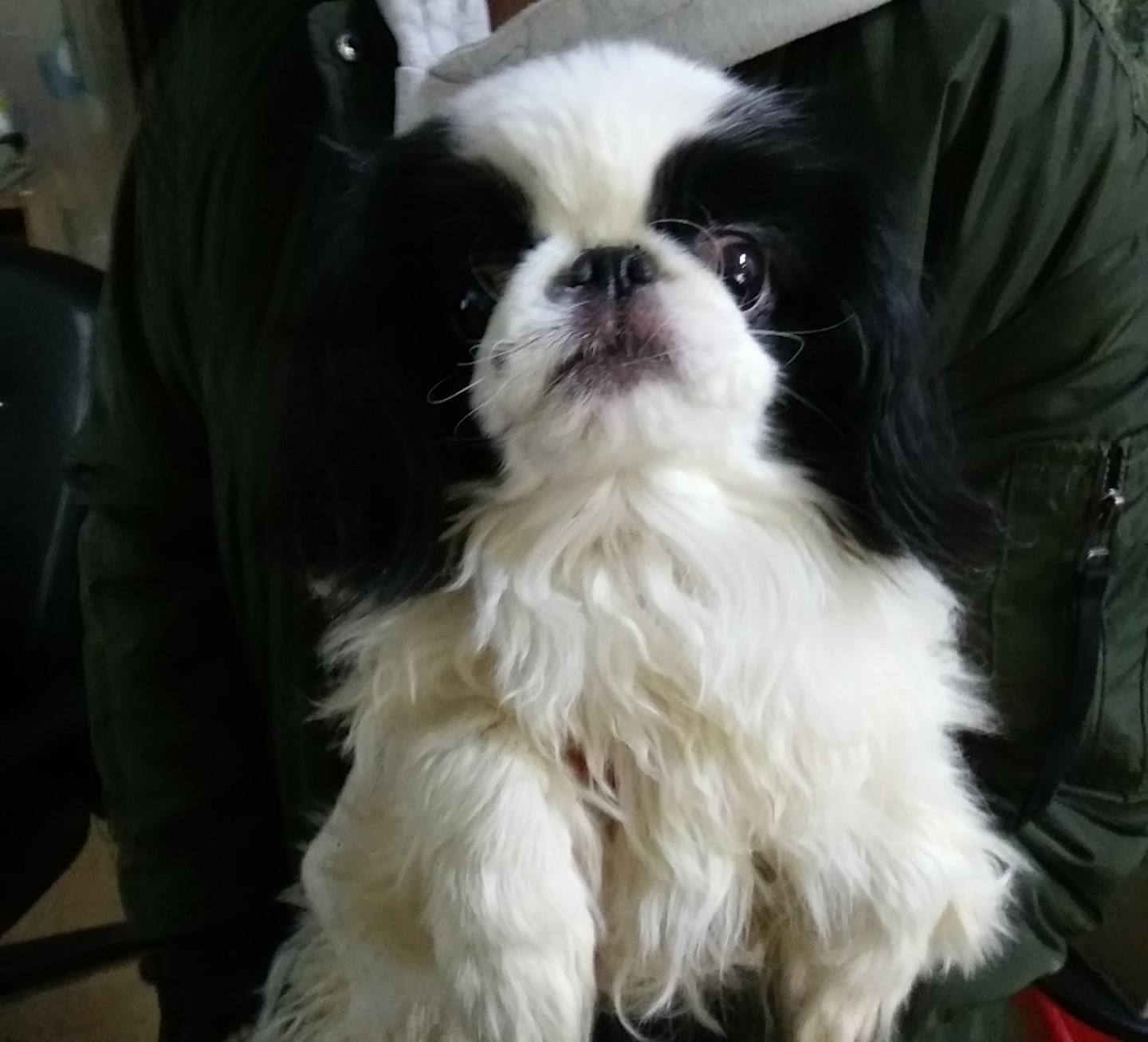 인천광역시수의사회_428353202400059