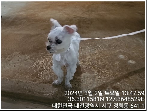대전동물보호센터_430366202400054