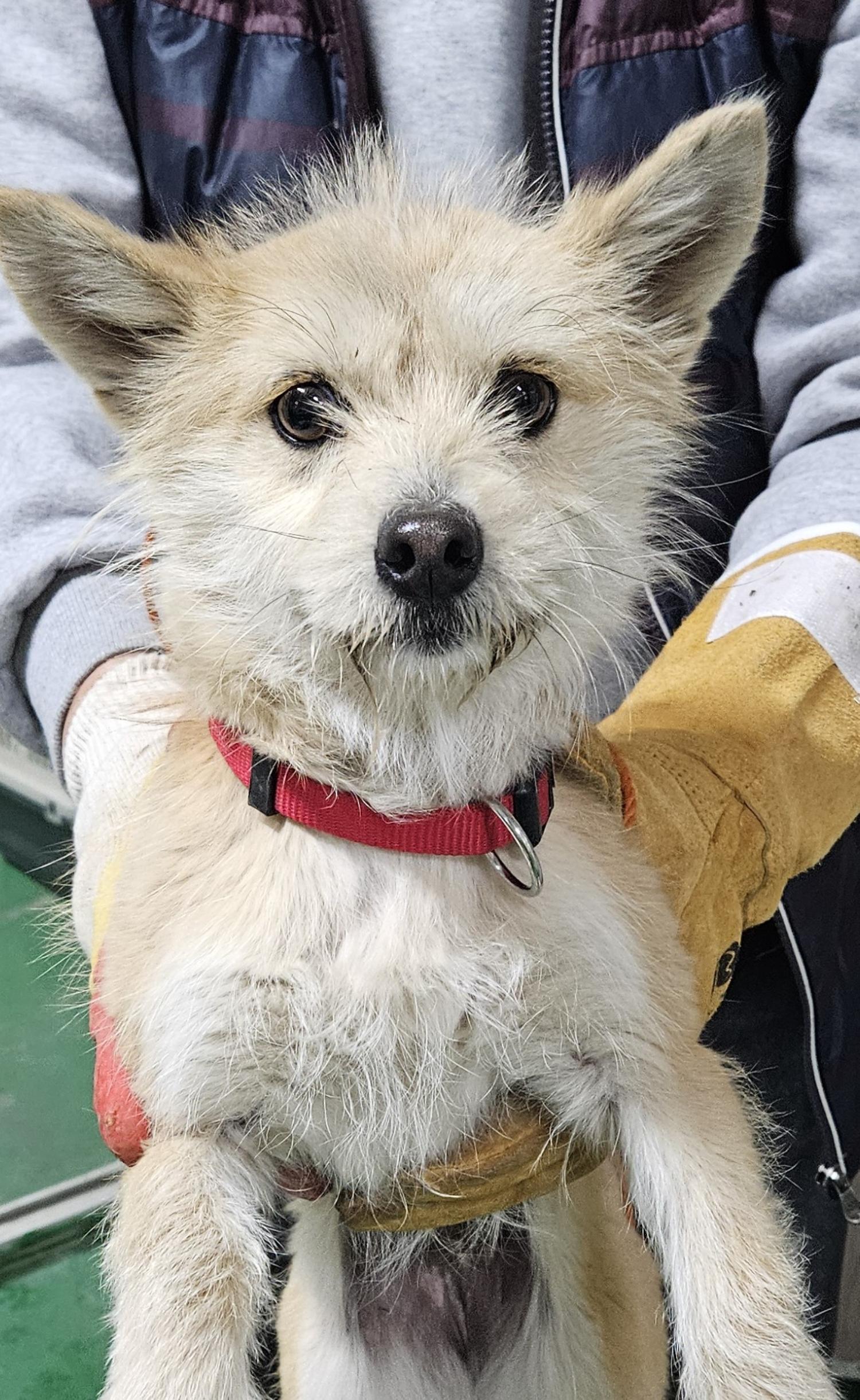 대구유기동물보호센터_427342202400101