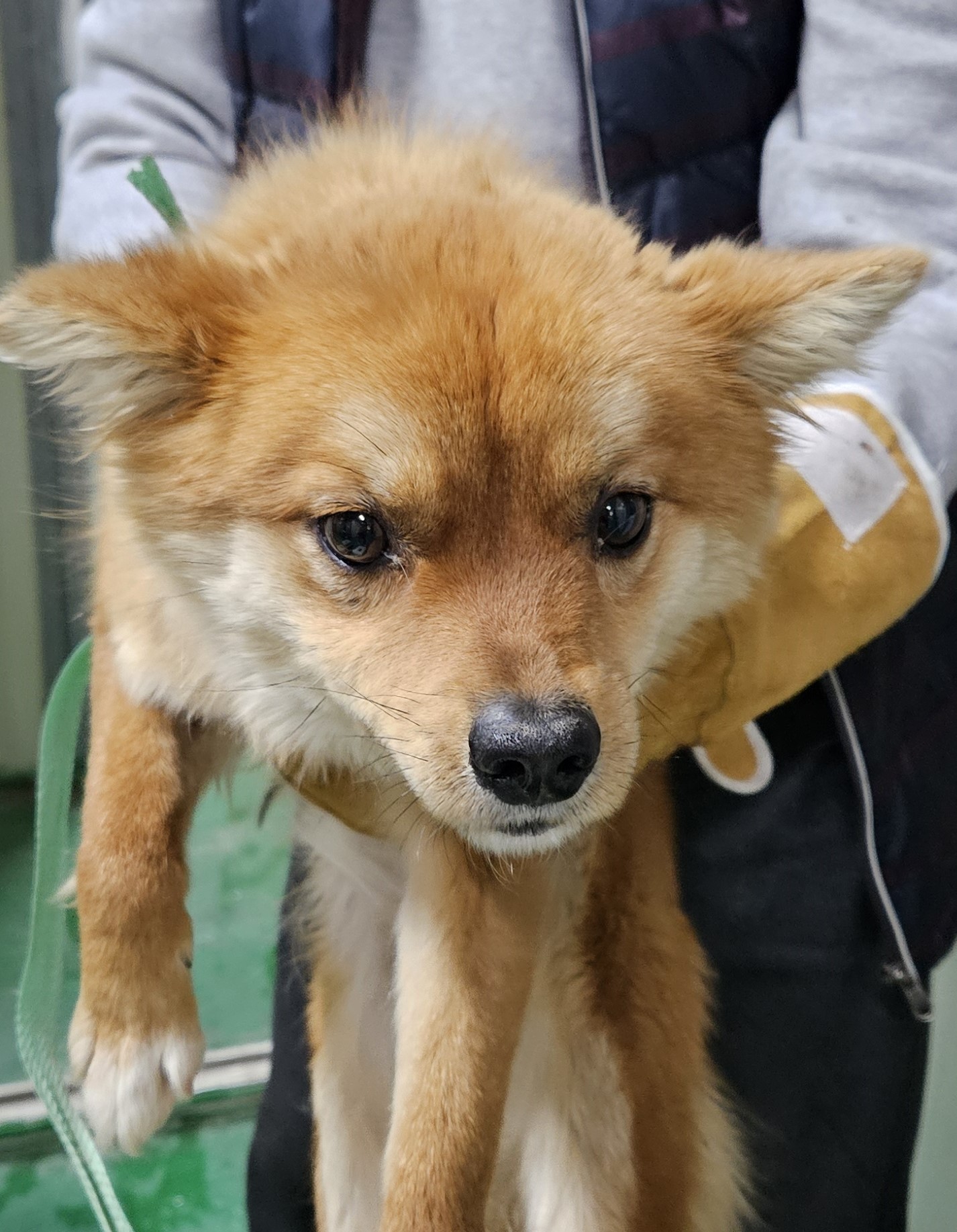 대구유기동물보호센터_427342202400100