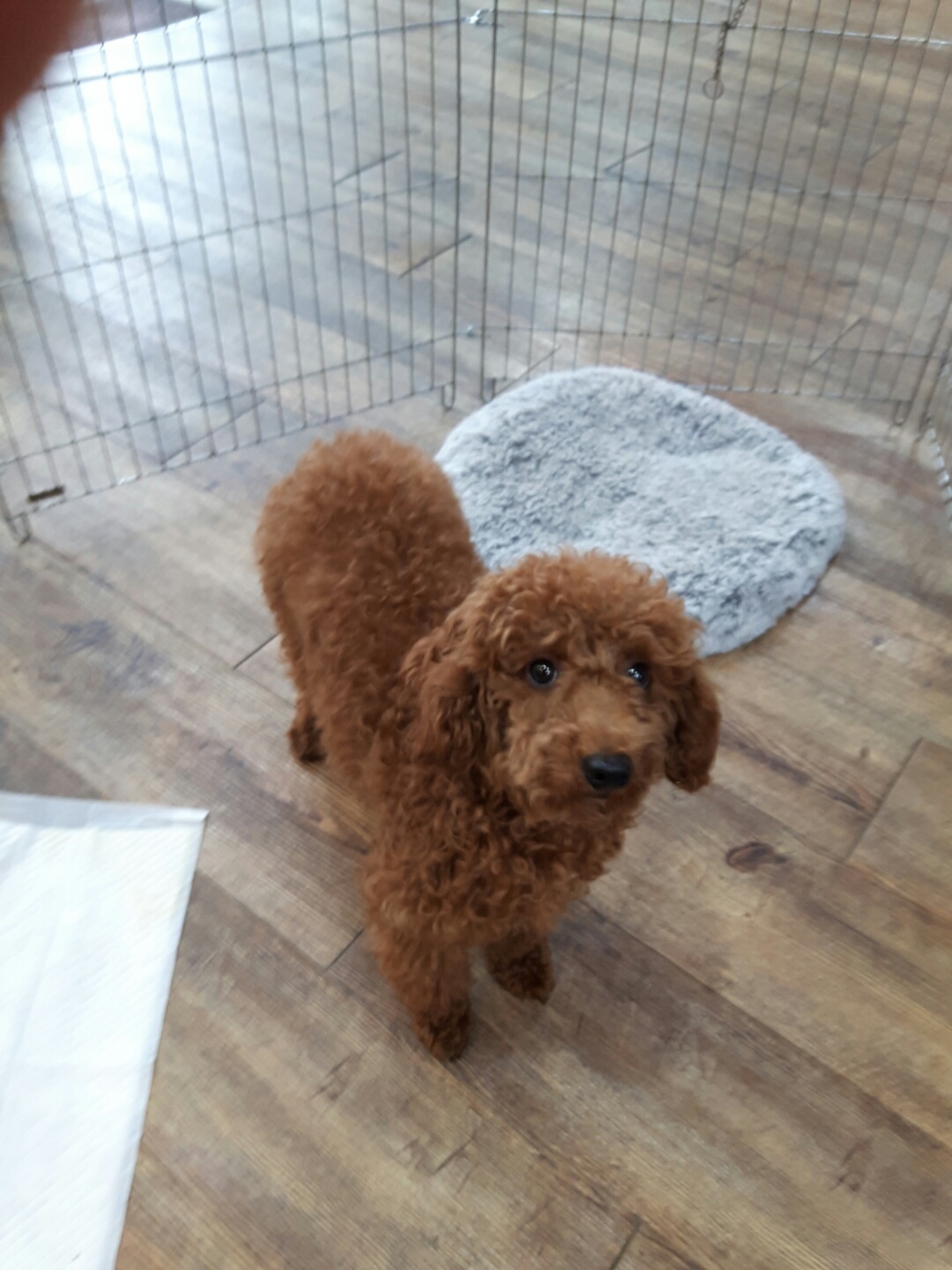 강남동물병원_431370202400059