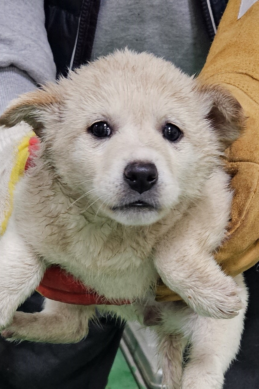 대구유기동물보호센터_427342202400106