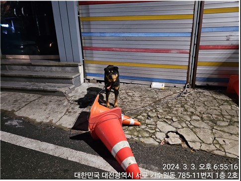 대전동물보호센터_430366202400056