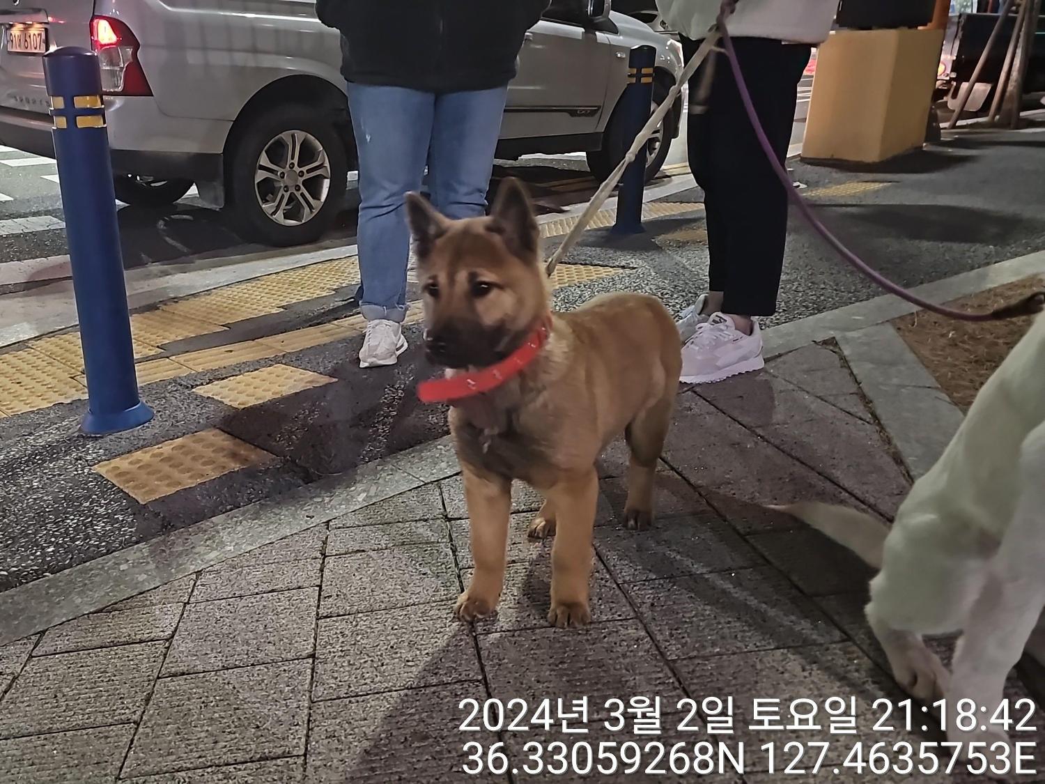 종료(반환) 진도견…