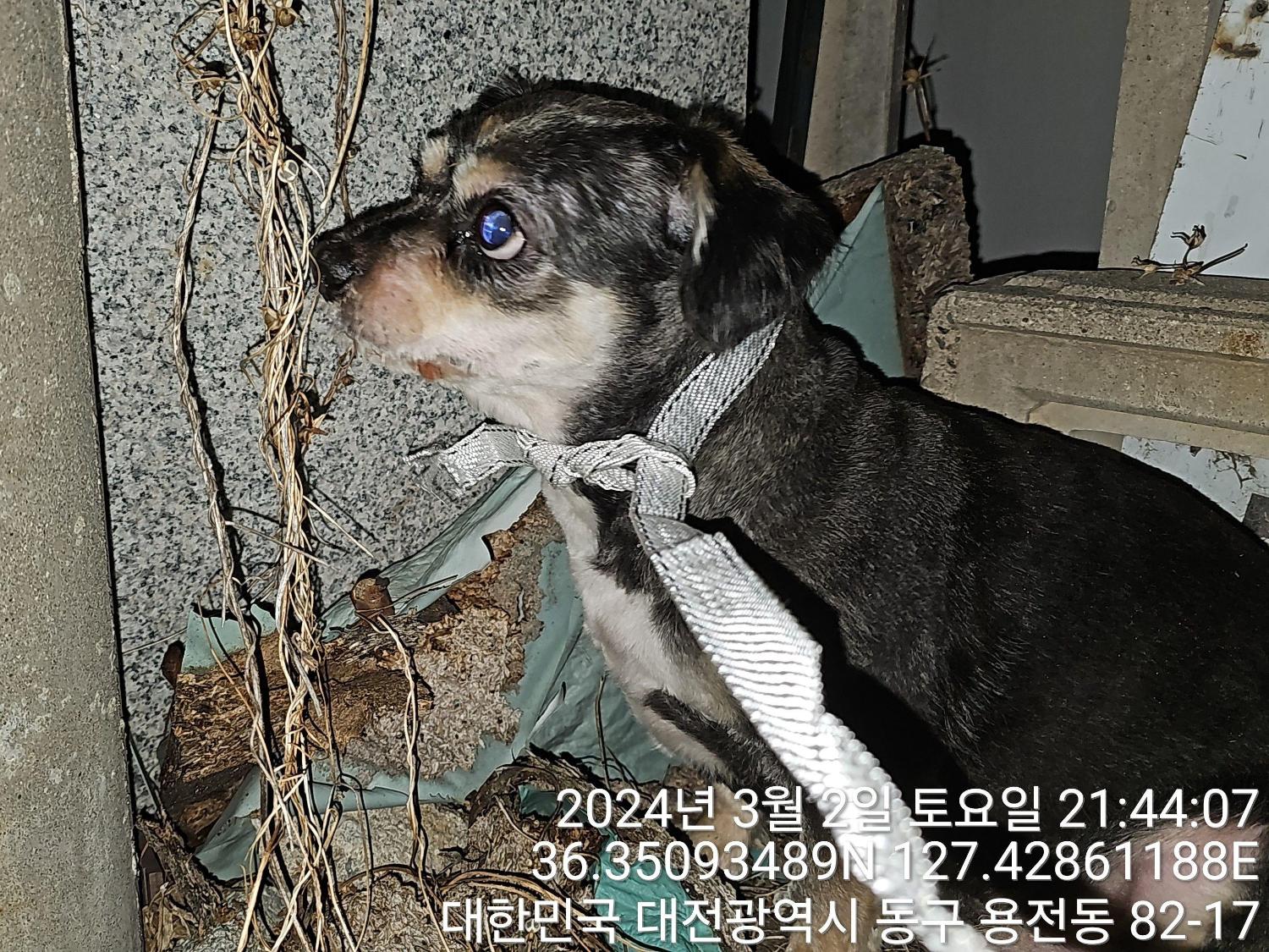 대전동물보호센터_430364202400052