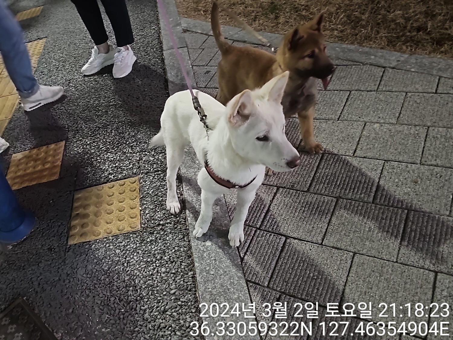 종료(반환) 진도견…