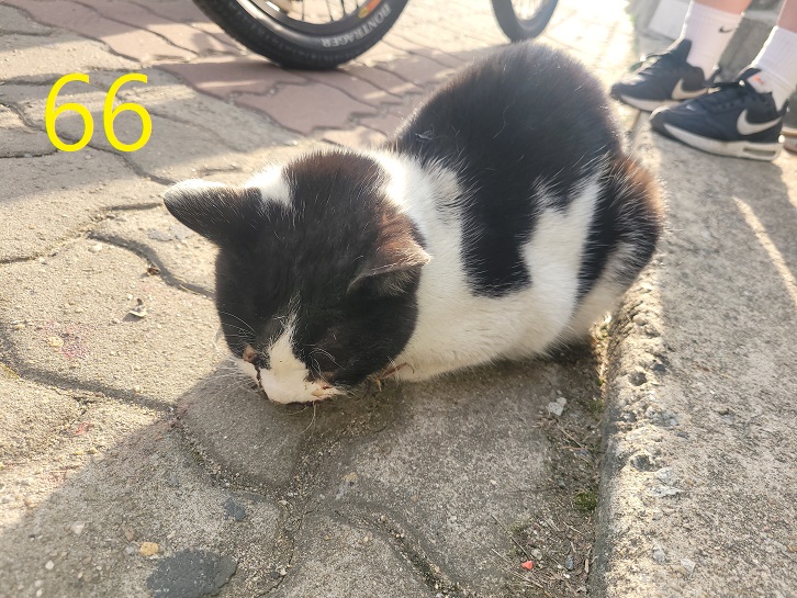보호중 한국 고양이…