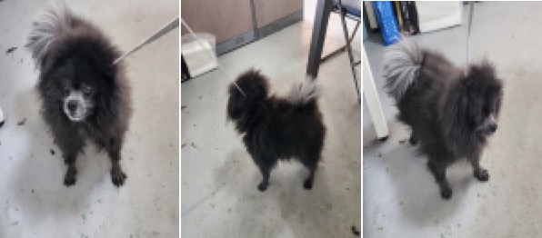 부산동물보호센터_426328202400010