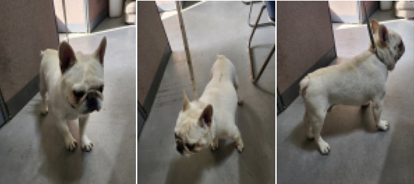 부산동물보호센터_426328202400009