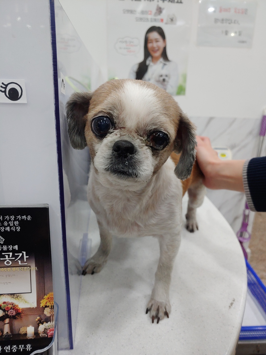 사랑동물병원_431370202400062