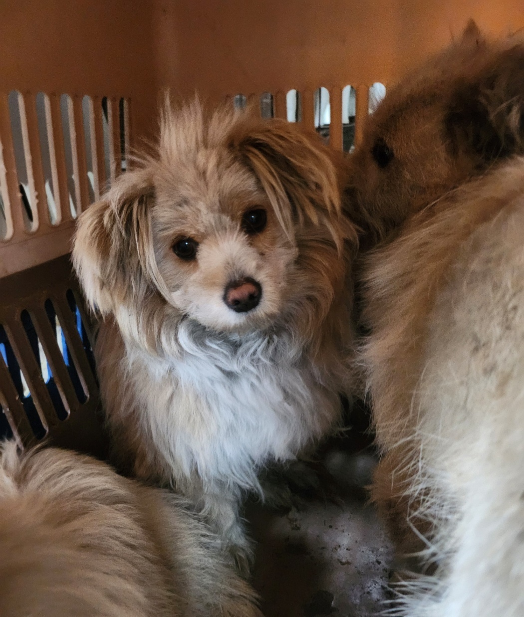 울산유기동물보호센터_431373202400111