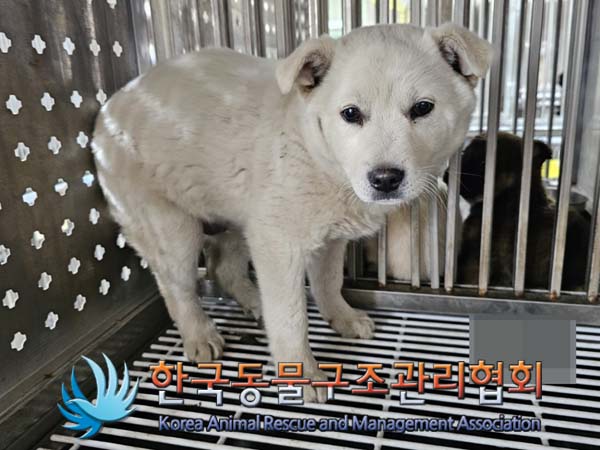 보호중 믹스견의 가…