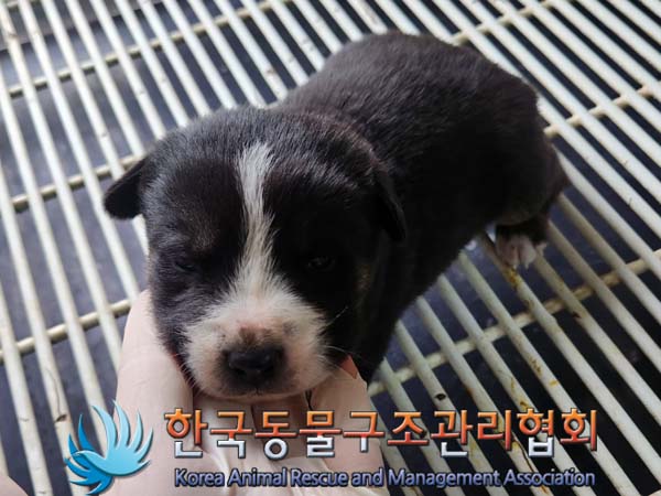 한국동물구조관리협회_441406202400268