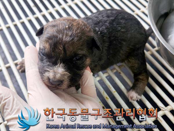 보호중 믹스견의 가…