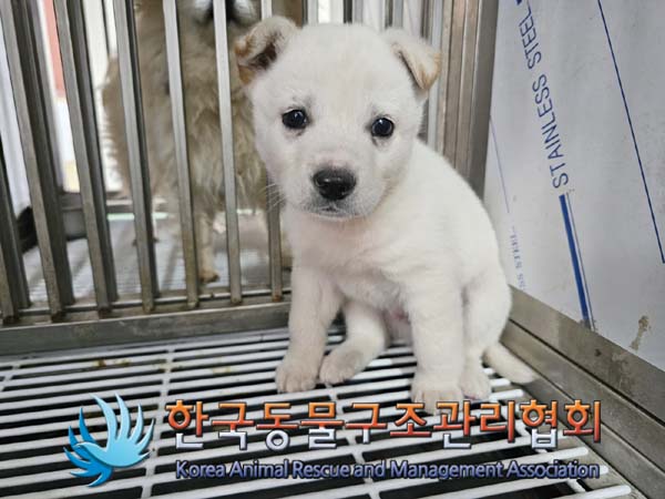 보호중 믹스견의 가…