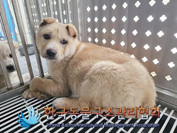 보호중 믹스견의 가…