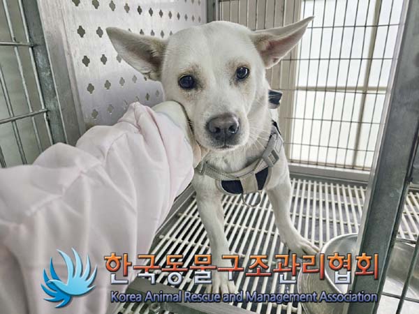 한국동물구조관리협회_441382202400110