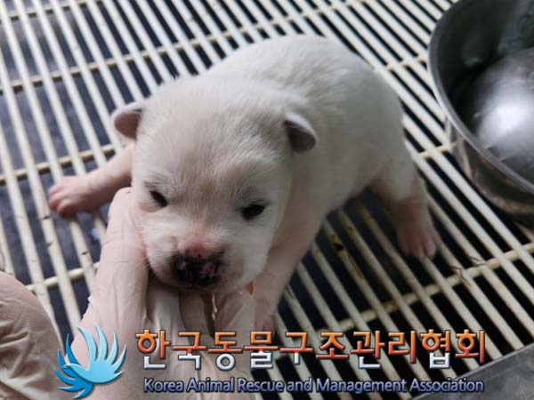 보호중 믹스견의 가…
