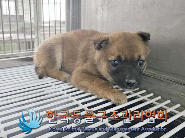 한국동물구조관리협회_441406202400270