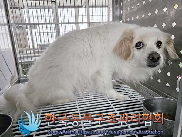 한국동물구조관리협회_441560202400174
