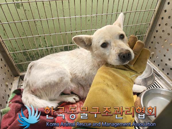 한국동물구조관리협회_441406202400257