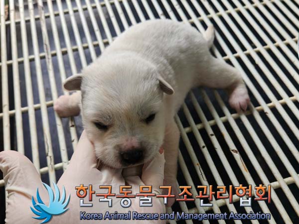 한국동물구조관리협회_441406202400260