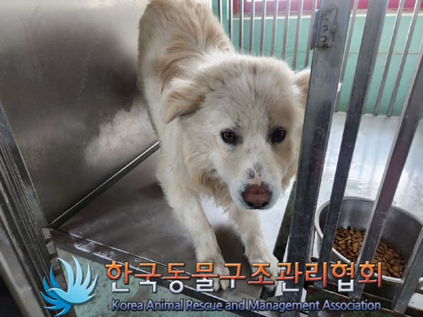 보호중 믹스견의 가…