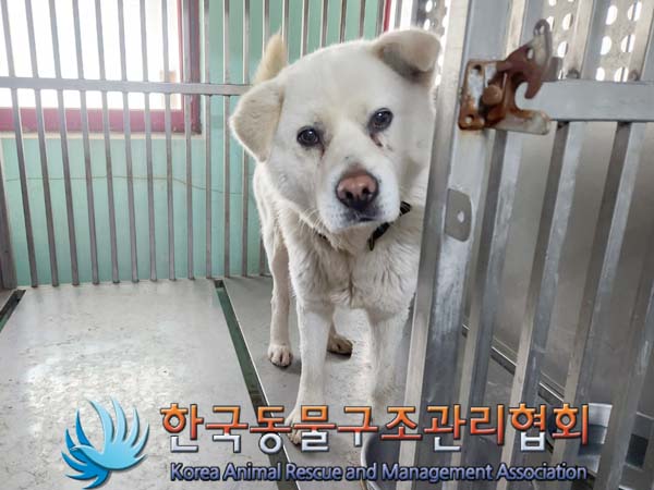 보호중 믹스견의 가…