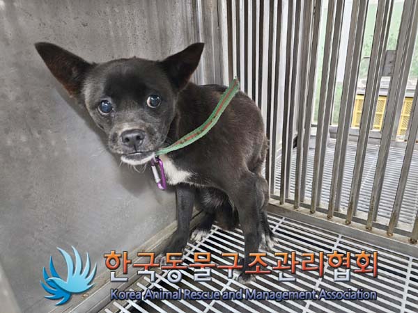 한국동물구조관리협회_441406202400280