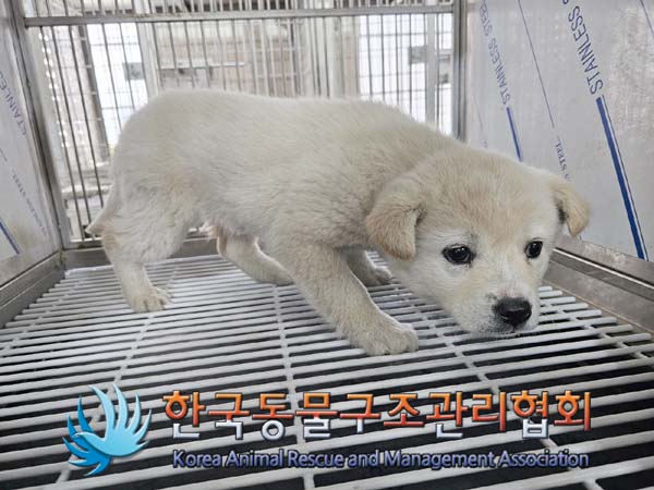 한국동물구조관리협회_441406202400279