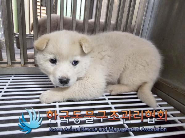 한국동물구조관리협회_441406202400277