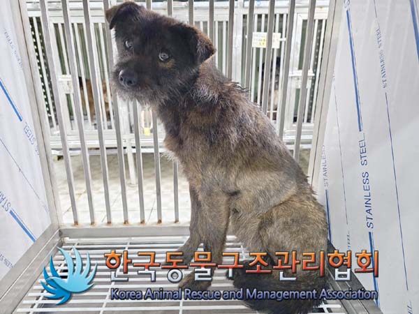 한국동물구조관리협회_411317202400019