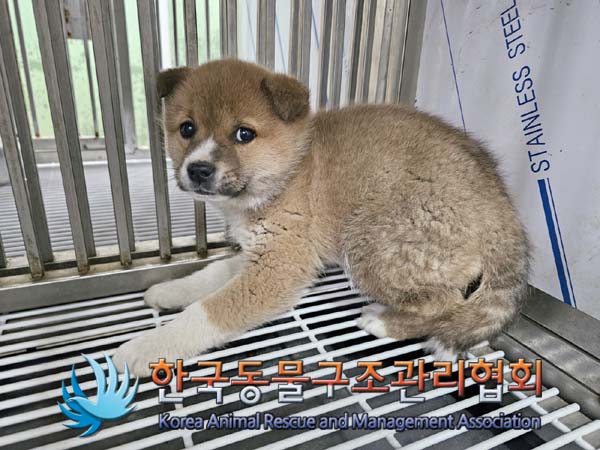 한국동물구조관리협회_441406202400275