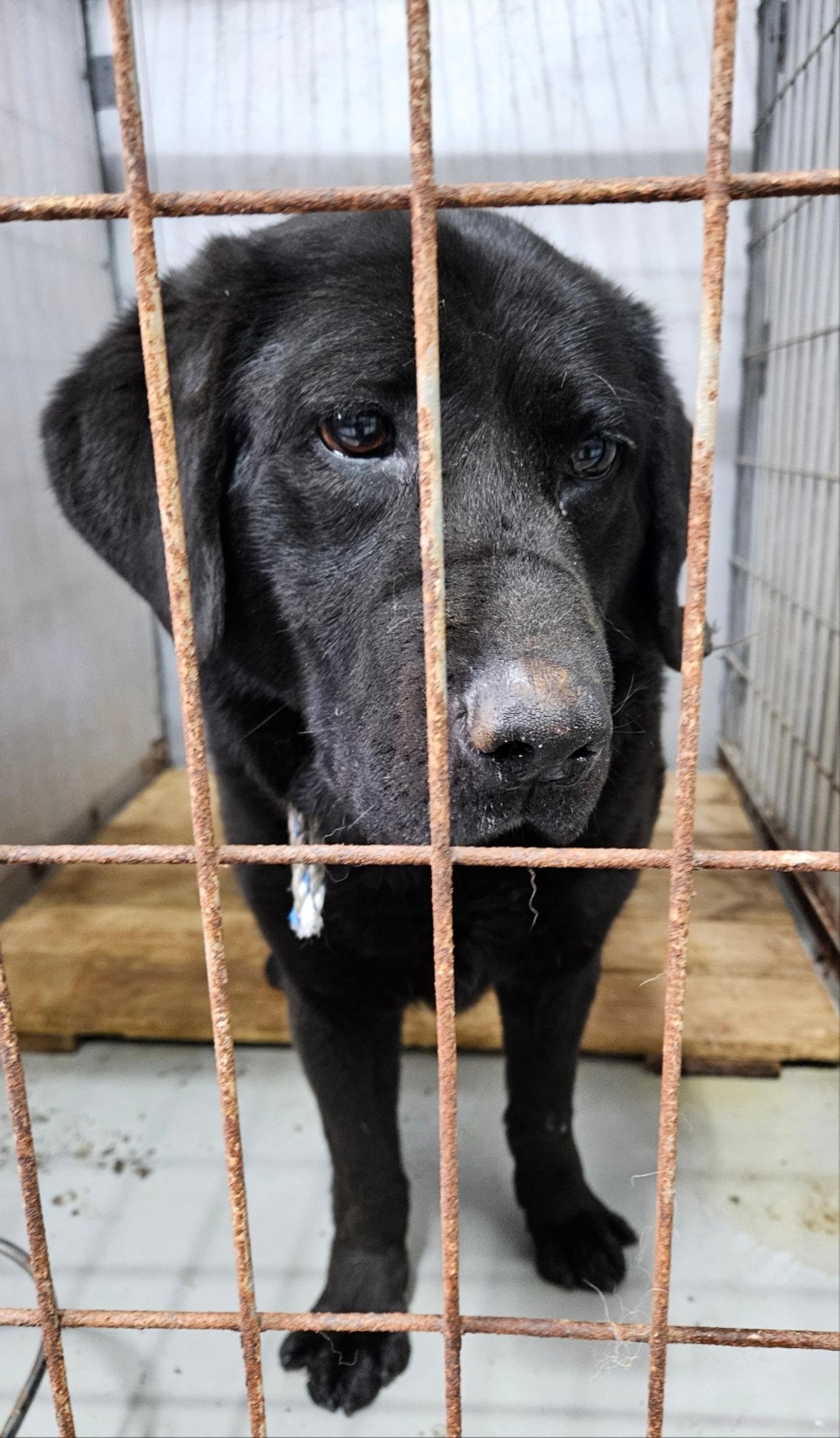 하남동물보호센터_441404202400105