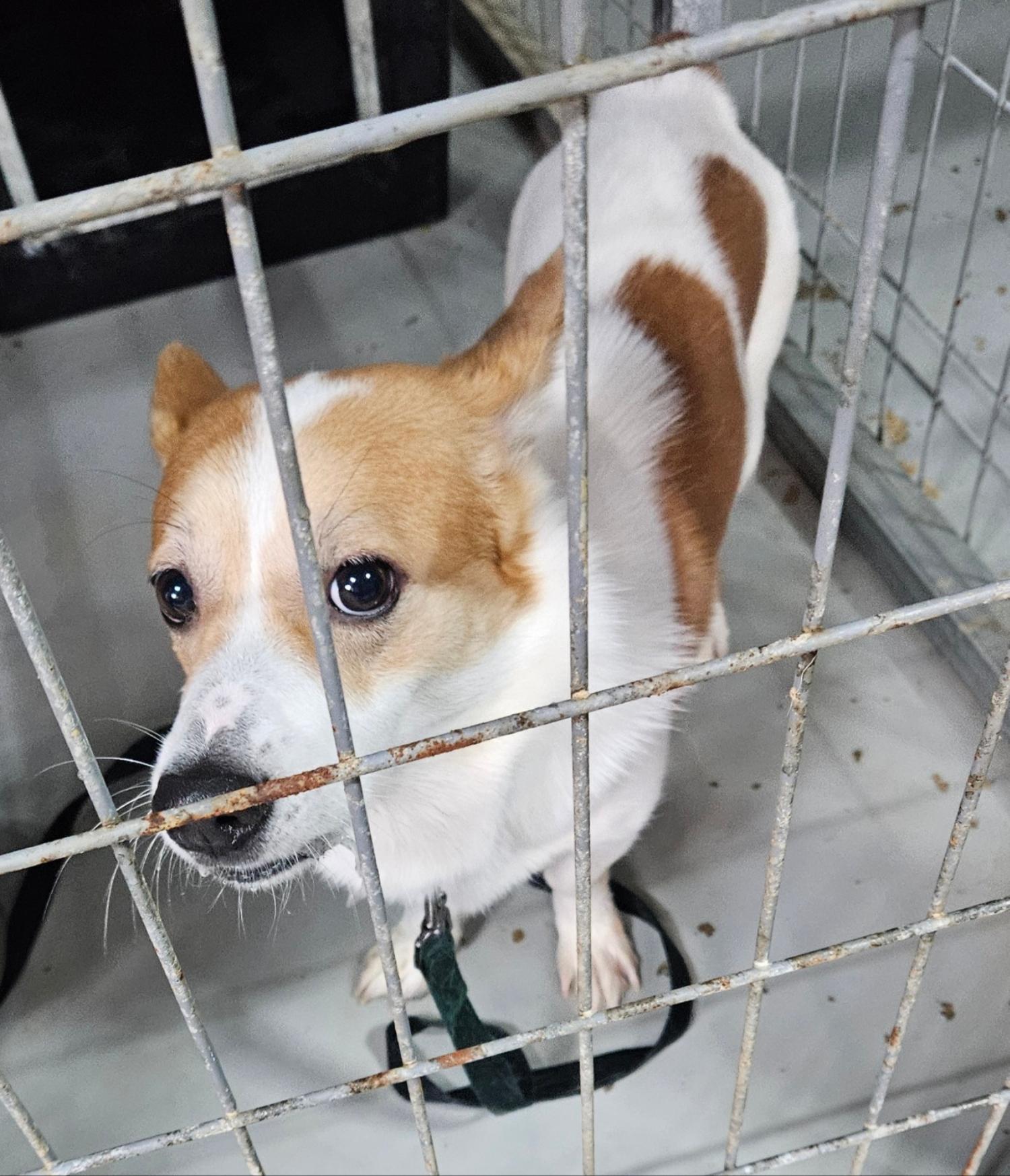 하남동물보호센터_441404202400104